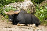 The gaur (Bos gaurus), also called Indian bison, is the largest extant bovine and is native to South Asia and Southeast Asia. The species is listed as vulnerable on the IUCN Red List since 1986, as the population decline in parts of the species' range is likely to be well over 70% during the last three generations. Population trends are stable in well-protected areas, and are rebuilding in a few areas which had been neglected.<br/><br/>

The gaur is the tallest species of wild cattle. The Malayan gaur is called <i>seladang</i>, and the Burmese gaur is called <i>pyoung.</i>