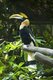 The great hornbill is a large bird, 95–130 cm (37–51 in) long, with a 152 cm (60 in) wingspan and a weight of 2.15–4 kg (4.7–8.8 lb). It is the heaviest, but not the longest, Asian hornbill. Females are smaller than males and have bluish-white instead of red eyes, although the orbital skin is pinkish. Like other hornbills, they have prominent 'eyelashes'.<br/><br/>

The great hornbill is long-lived, living for nearly 50 years in captivity. Its impressive size and colour have made it important in many tribal cultures and rituals.